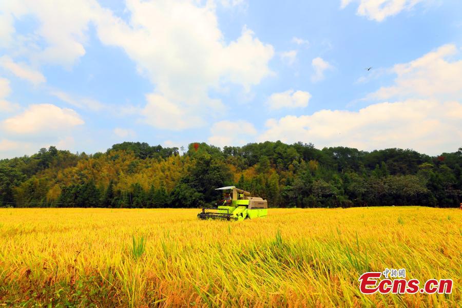 Farmers harvest rice in a field in Taihe County, East China’s Jiangxi Province, Sept. 25, 2018. The county is one of China’s commodity grain bases. (Photo: China News Service/Deng Heping)