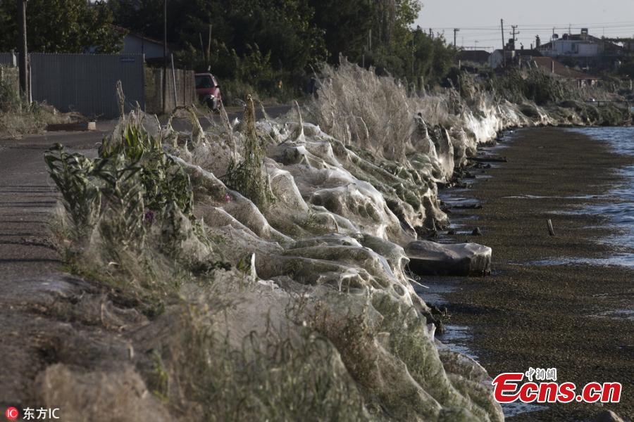 Amid favorable weather conditions and an abundance of food, an explosion in the population of spiders in the western Greek town of Aitoliko has covered more than 300 meters of coastline in thick, cloud-like webs. Bushes and large trees were surrounded in the silvery substance. (Photo/IC)