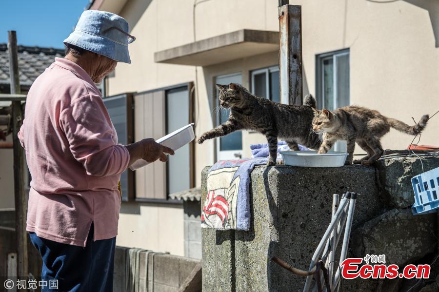 <?php echo strip_tags(addslashes(Cats look on as an island resident prepares to feed them on September 27, 2018 in Aoshima, Japan. Aoshima island has come to be known for its large number of felines which now outnumber humans by approximately ten to one. They were introduced on ships in the area but remained on the island and repopulated with estimates placing the current population at around 200 compared to a human population of just nine. Like many rural areas of Japan, large numbers of residents have left the community to seek better job prospects in cities and the people now remaining, and often feeding the cats, are all pensioners. (Photo/Agencies))) ?>