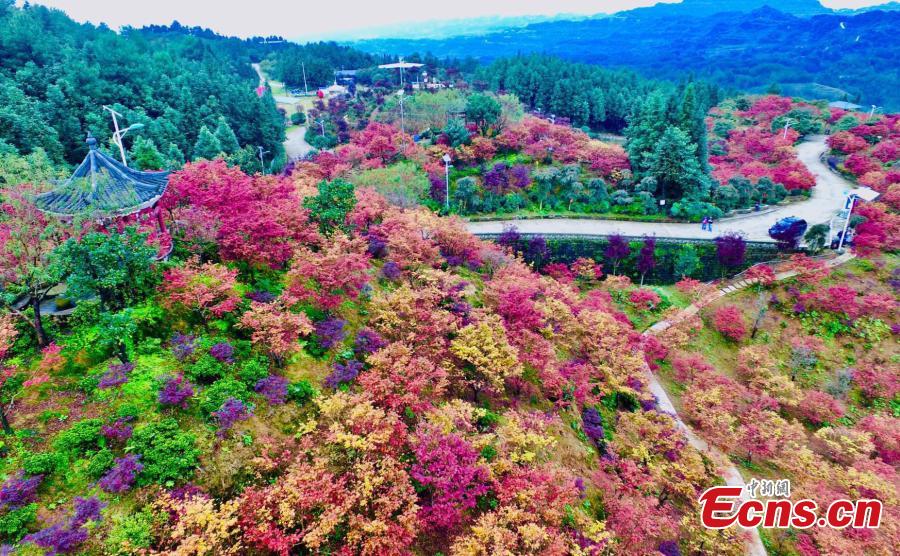 A red maple forest in Bana District, Southwest China’s Chongqing Municipality, Sept. 27, 2018. A festival will take place until late November as the leaves change color on the various maple species, covering an area of 33 hectares. (Photo: China News Service/Li Hua)