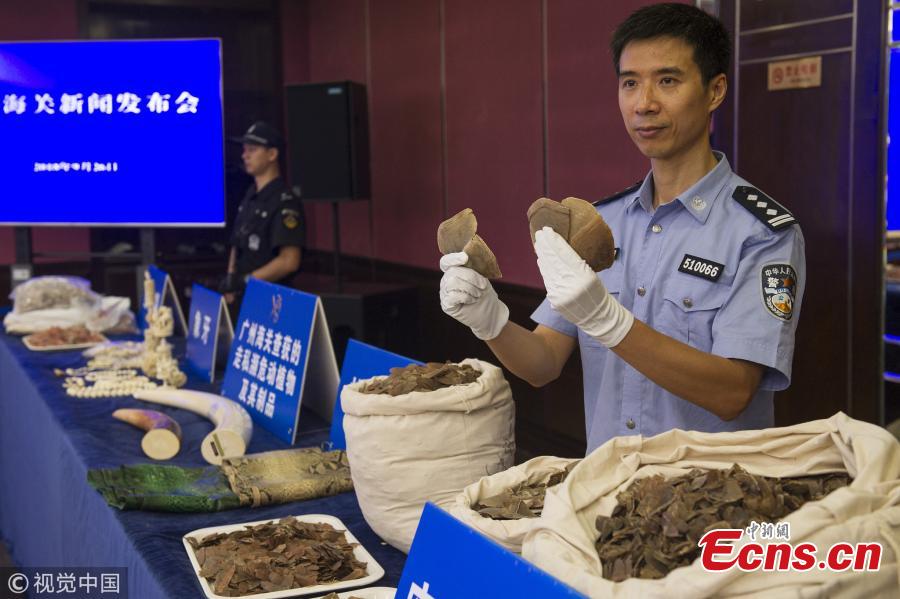 Photo taken on Sept. 26, 2018 shows a Guangzhou Customs press conference to announce a major success in busting the smuggling of endangered animals and plants, the largest case in the city. From July to August, Guangzhou Customs seized 7.26 tons of pangolin scales, which means about 120,000 to 180,000 pangolins were slaughtered. The scales sold for 340 yuan ($49) per kilogram in Africa and 5,600 yuan per kilogram in China. (Photo/VCG)