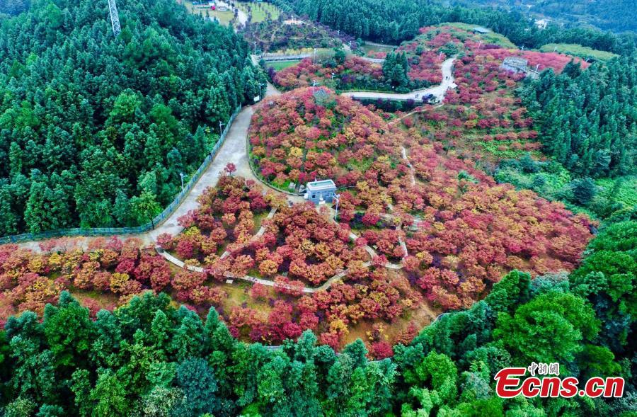 A red maple forest in Bana District, Southwest China’s Chongqing Municipality, Sept. 27, 2018. A festival will take place until late November as the leaves change color on the various maple species, covering an area of 33 hectares. (Photo: China News Service/Li Hua)