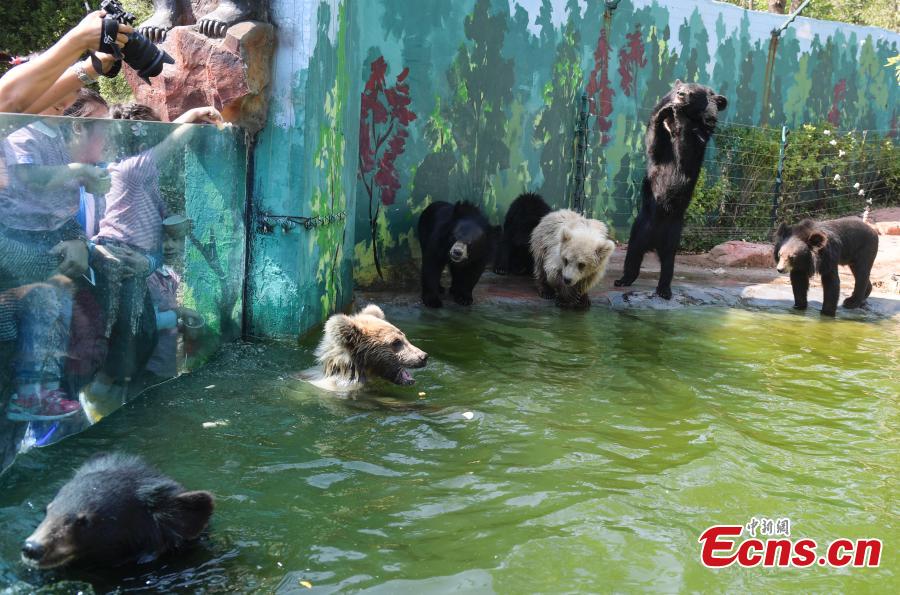 Tourists take photos of animals at Wild World in Jinan City, East China’s Shandong Province, Sept. 27, 2018. (Photo: China News Service/Zhang Yong)