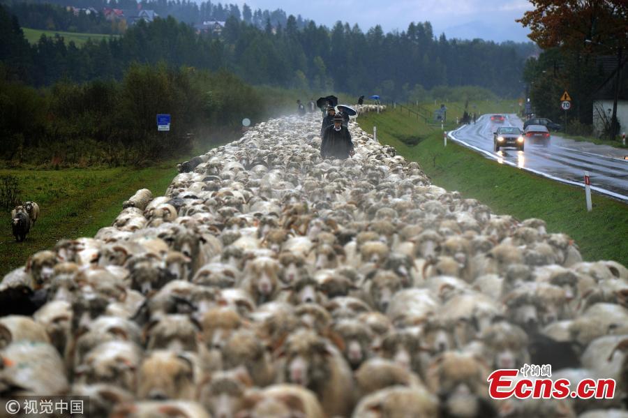 Photo taken by Bart?omiej Jurecki of Poland shows Redyk, a traditional, kilometers-long march of highlanders with flocks of sheep, which takes place twice a year: in the spring at the start of the grazing season, and in the autumn at season\'s end. Shepherds are paid by owners in sheep milk for looking after the flocks while they graze over the summer. The autumn Redyk ends in festivities, as highlanders celebrate returning with the flocks from the grazing fields in the mountains. (Photo/VCG)
