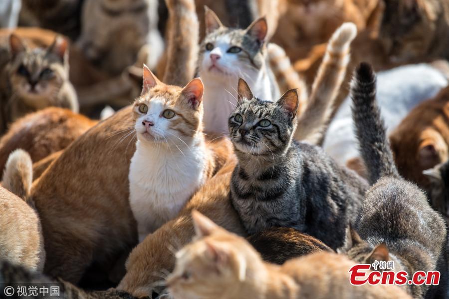 Cats wait for food on September 27, 2018 in Aoshima, Japan. Aoshima island has come to be known for its large number of felines which now outnumber humans by approximately ten to one. They were introduced on ships in the area but remained on the island and repopulated with estimates placing the current population at around 200 compared to a human population of just nine. Like many rural areas of Japan, large numbers of residents have left the community to seek better job prospects in cities and the people now remaining, and often feeding the cats, are all pensioners. (Photo/Agencies)