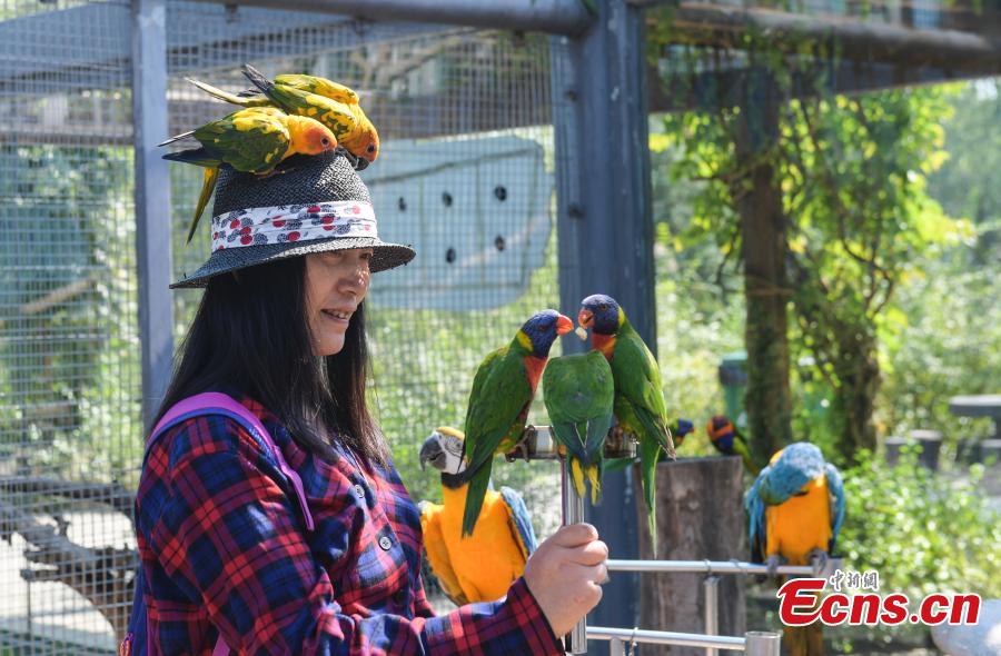 <?php echo strip_tags(addslashes(A tourist plays with parrots at Wild World in Jinan City, East China’s Shandong Province, Sept. 27, 2018. (Photo: China News Service/Zhang Yong))) ?>