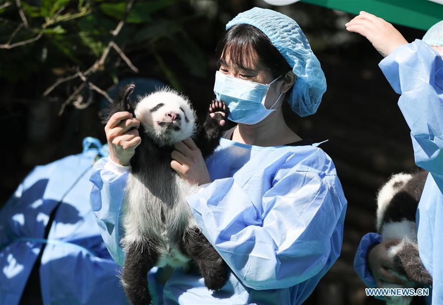 <?php echo strip_tags(addslashes(Photo taken on Sept. 28, 2018 shows giant panda cubs at Chengdu Research Base of Giant Panda Breeding in Chengdu, capital of southwest China's Sichuan Province. A total of 12 cubs born in the base in 2018 met the public here Friday. (Xinhua))) ?>