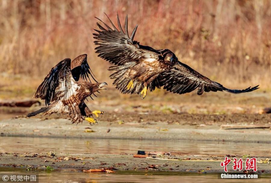 <?php echo strip_tags(addslashes(Photo taken by Loren Mooney, 57, shows juvenile Bald Eagles fighting over a salmon in a river in Skagit Valley, Washington. (Photo/VCG))) ?>