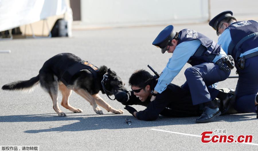 <?php echo strip_tags(addslashes(A police officer role playing a suspect is attacked by a police dog during Tokyo 2020 and Tokyo Metropolitan Police Department Security Tests and Joint Drills ahead of the 2020 Olympics in Tokyo, Japan, September 28, 2018. (Photo/Agencies))) ?>