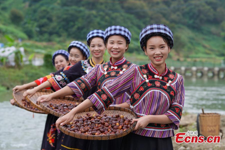 Women of Bouyei ethnic group shows newly harvested Chinese chestnut at a village in Wangmo County, Southwest China’s Guizhou Province, Sept. 28, 2018. The county has supported development of Chinese chestnut as a major way to boost local farmer’s income and shake off poverty. The chestnut planting area reached (13,000 hectares) this year, with an annual output value of about 168 million yuan ($24 million), and more than 18,000 families benefited from the sector. (Photo: China News Service/He Junyi)