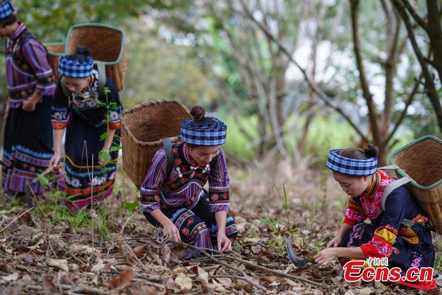 Women of Bouyei ethnic group shows newly harvested Chinese chestnut at a village in Wangmo County, Southwest China’s Guizhou Province, Sept. 28, 2018. The county has supported development of Chinese chestnut as a major way to boost local farmer’s income and shake off poverty. The chestnut planting area reached (13,000 hectares) this year, with an annual output value of about 168 million yuan ($24 million), and more than 18,000 families benefited from the sector. (Photo: China News Service/He Junyi)