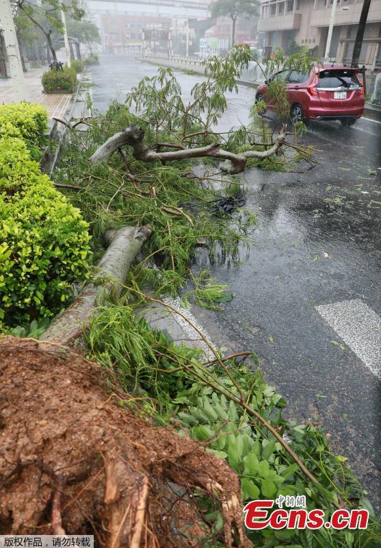 A picture taken in the city center of Naha, Okinawa prefecture, Sept. 29, 2018 shows a fallen tree as the island was the first part of Japan to face the typhoon Trami. (Photo/Agencies)