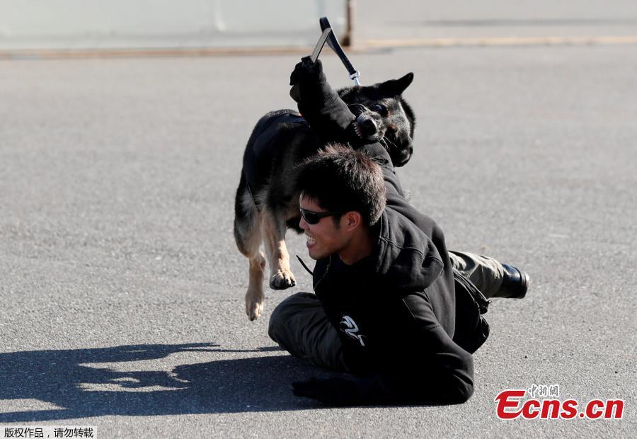 <?php echo strip_tags(addslashes(A police officer role playing a suspect is attacked by a police dog during Tokyo 2020 and Tokyo Metropolitan Police Department Security Tests and Joint Drills ahead of the 2020 Olympics in Tokyo, Japan, September 28, 2018. (Photo/Agencies))) ?>
