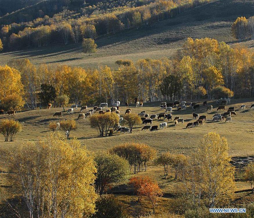 <?php echo strip_tags(addslashes(Photo taken on Sept. 29, 2018 shows the scenery in Saihanba National Forest Park in Chengde, north China's Hebei Province. (Xinhua/Pan Zhengguang))) ?>