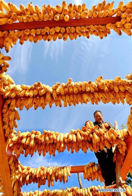 A farmer airs newly-harvested corns in Longwangya Village of Zibo City, east China\'s Shandong Province, Sept. 27, 2018. (Xinhua/Zhao Dongshan)