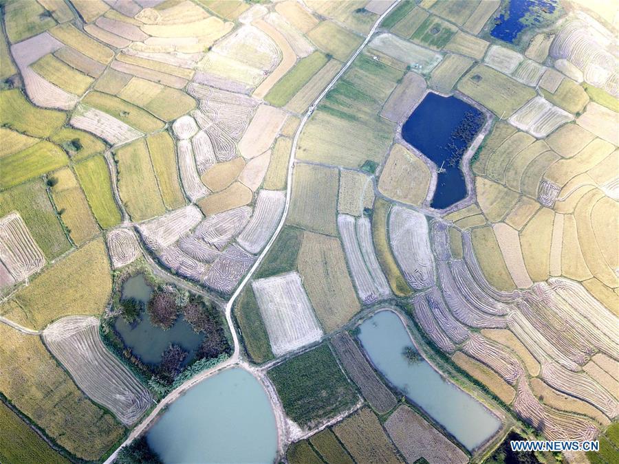 Aerial photo taken on Sept. 26, 2018 shows the rice fields of Xiaogang Village in Fengyang County, east China\'s Anhui Province. Xiaogang, known as cradle of China\'s rural reform, witnessed great change in the past 40 years. (Xinhua/Liu Junxi)