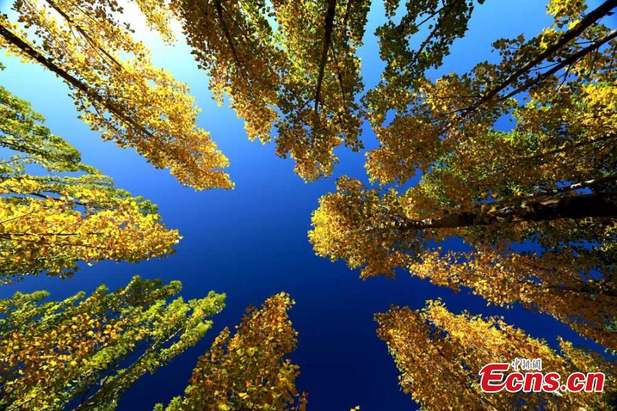 <?php echo strip_tags(addslashes(A view of the natural wonders in Zhangye City, Northwest China’s Gansu Province.  As leaves turn from green to yellow or red, the Hexi Corridor, part of the historic Silk Road, shows a stunning autumn scenery under the blue sky. (Photo: China News Service/Chen Li))) ?>