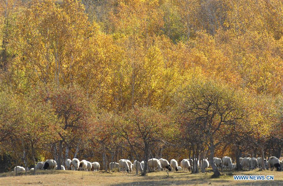 <?php echo strip_tags(addslashes(Photo taken on Sept. 29, 2018 shows the scenery in Saihanba National Forest Park in Chengde, north China's Hebei Province. (Xinhua/Pan Zhengguang))) ?>
