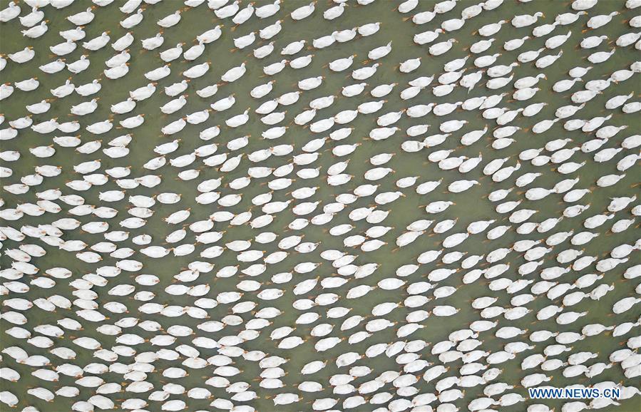Aerial photo taken on Sept. 16, 2018 shows ducks swimming in a pond at Xiaogang Village in Fengyang County, east China\'s Anhui Province. Xiaogang, known as cradle of China\'s rural reform, witnessed great change in the past 40 years. (Xinhua/Cai Yang)