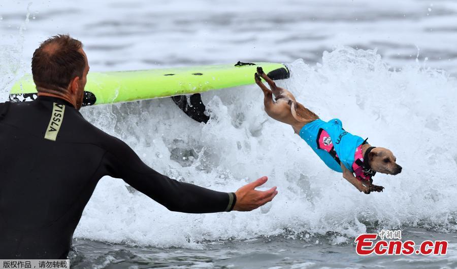 <?php echo strip_tags(addslashes(A Surfing Dog leaps off the board during the 10th annual Surf City Surf Dog contest in Huntington Beach, California, Sept. 29, 2018. (Photo/Agencies))) ?>