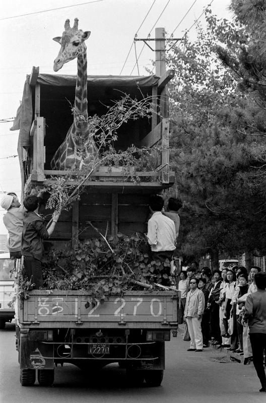 A male giraffe, named Zhu Dan, arrives in Dalian, Liaoning province, in May 1991. [LI MINGFANG/FOR CHINA DAILY]