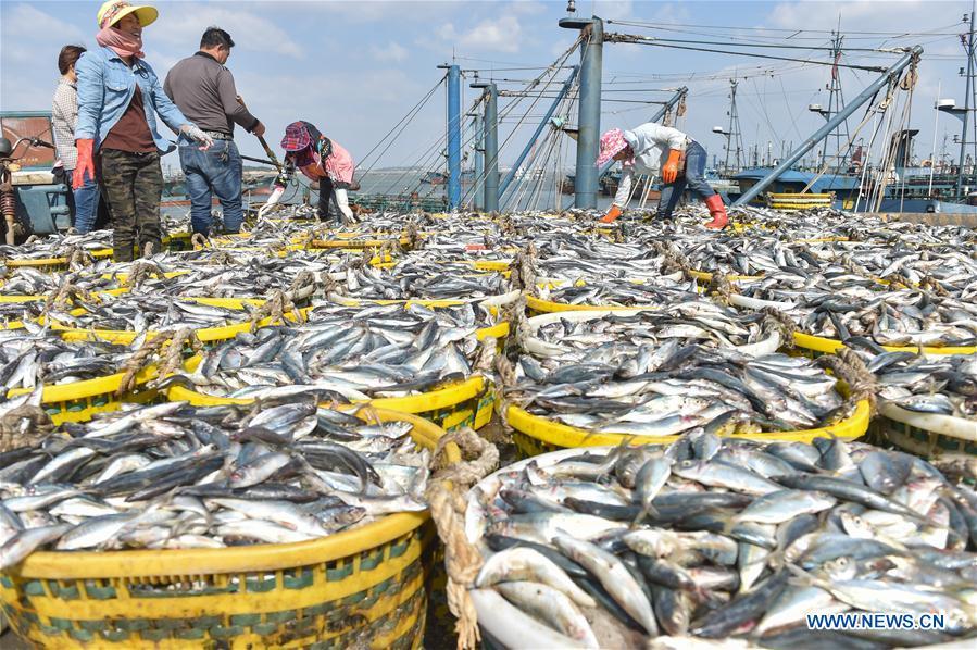 Fishermen arrange newly-caught fish at Xiangzhi fishing port in Shishi, southeast China\'s Fujian Province, Oct. 2, 2018. (Xinhua/Song Weiwei)
