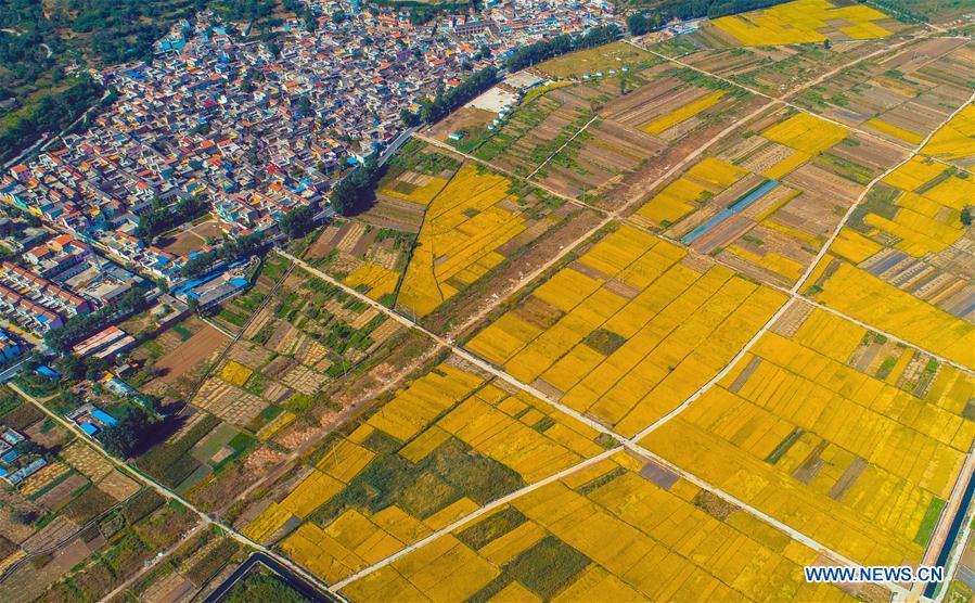 <?php echo strip_tags(addslashes(Aerial photo taken on Oct. 2, 2018 shows rice field in Shexian County of Handan, north China's Hebei Province. (Xinhua/Wang Xiao))) ?>