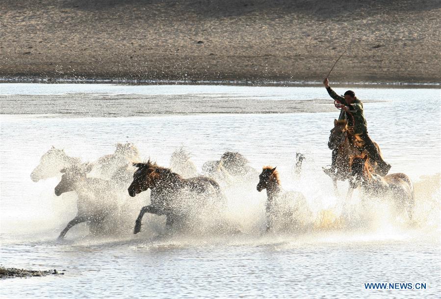 A herdsman tames horses in Hexigten Banner of Chifeng, north China\'s Inner Mongolia Autonomous Region, Oct. 2, 2018. (Xinhua/Pan Zhengguang)