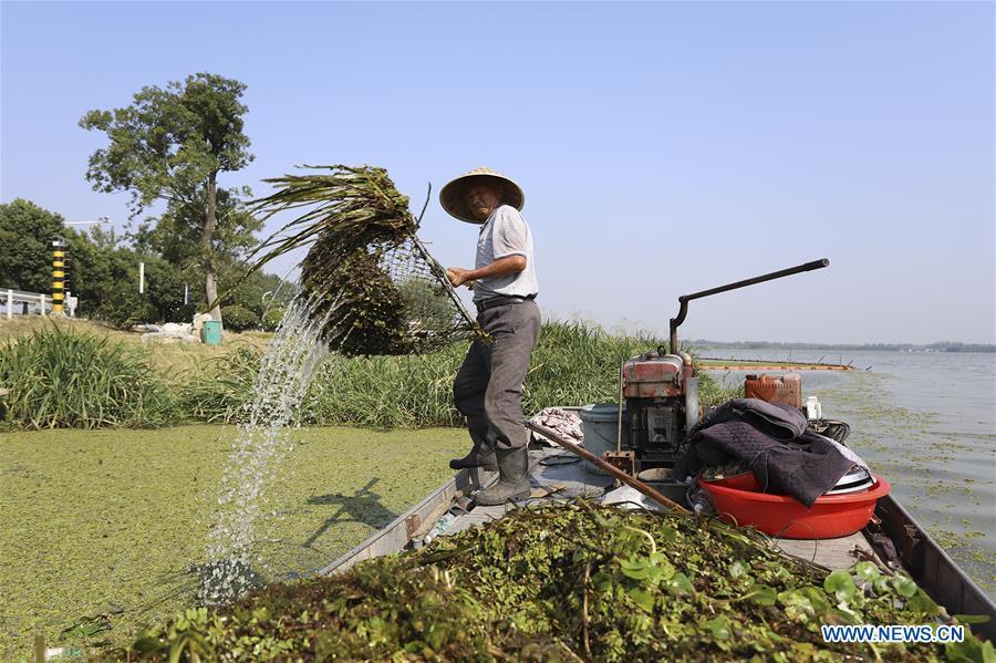 A worker dredges up water plants from Baima Lake in Huai\'an City, east China\'s Jiangsu Province, Oct. 4, 2018. People from various sectors stick to their posts during the National Day holiday. (Xinhua/Wan Zhen)