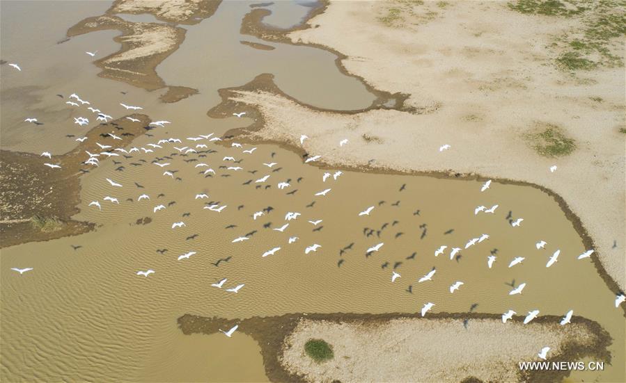 Egrets are seen flying above the Maying water area of the Poyang Lake in Duchang County, east China\'s Jiangxi Province, Oct. 4, 2018. (Xinhua/Fu Jianbin)