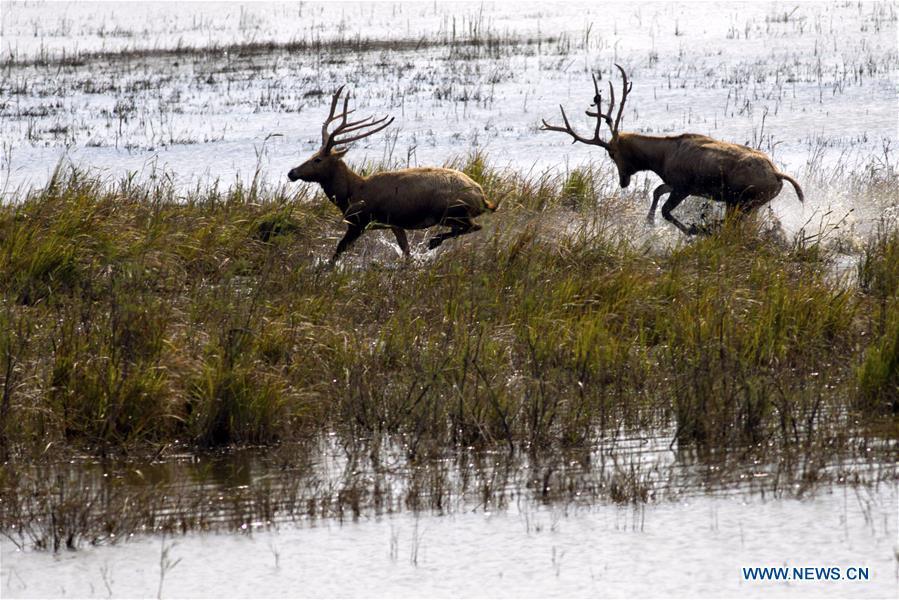 Aerial photo taken on Oct. 4, 2018 shows a herd of milu deer on a wetland at the Dafeng Milu National Nature Reserve in Yancheng City, east China\'s Jiangsu Province. (Xinhua/He Jinghua)