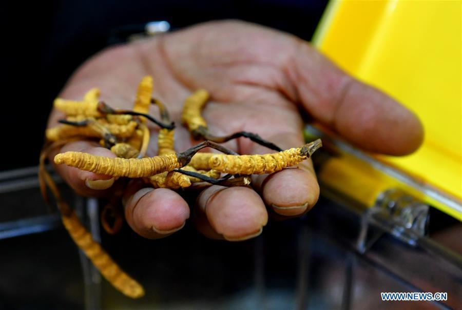 <?php echo strip_tags(addslashes(An exhibitor promotes caterpillar fungi at Lhasa's first cordyceps sinensis trade fair in Lhasa, capital of southwest China's Tibet Autonomous Region, Oct. 4, 2018. (Xinhua/Zhang Rufeng))) ?>