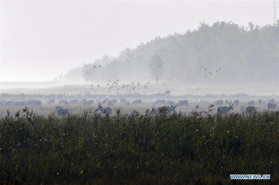 A herd of milu deer are seen on a wetland at the Dafeng Milu National Nature Reserve in Yancheng City, east China\'s Jiangsu Province, Oct. 4, 2018. (Xinhua/He Jinghua)