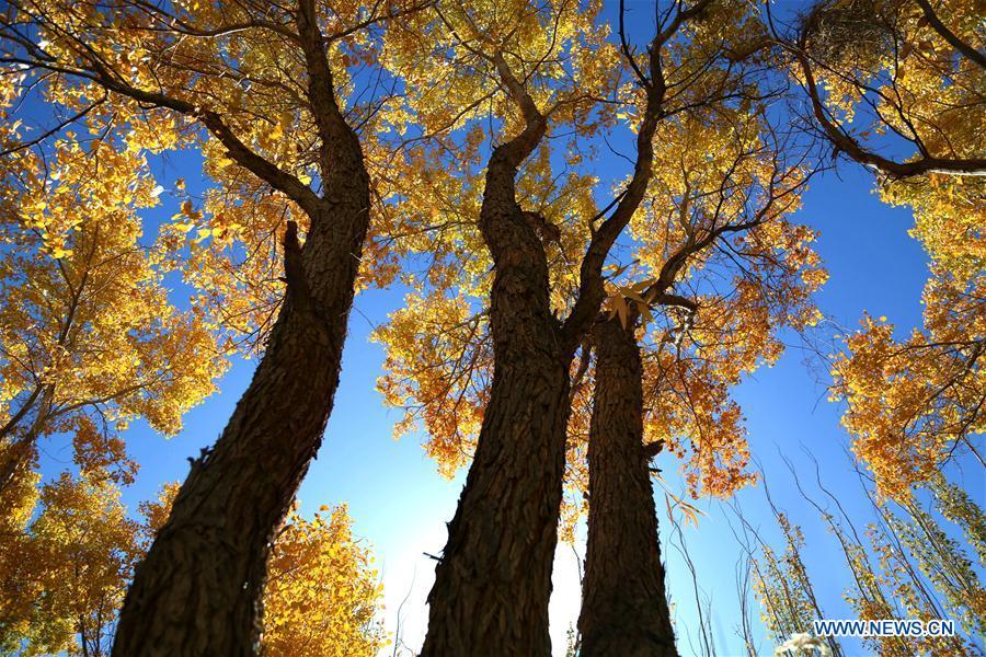 Photo taken on Oct. 6, 2018 shows the autumn scenery of the forest of populus euphratica, commonly known as desert poplar, in the Mogao Township of Dunhuang City, northwest China\'s Gansu Province. (Xinhua/Zhang Xiaoliang)