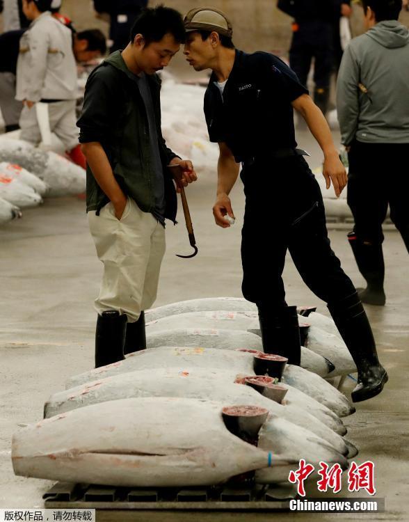 Wholesalers check the quality of frozen tuna displayed at the last tuna auctions at the Tsukiji fish market before it moves to the new Toyosu market in Tokyo, Japan, Oct. 6, 2018. Tokyo’s famed Tsukiji market, the world’s largest fishmarket and a major tourist attraction, held its final tuna auction on Saturday before a controversial move to a new site next week. The 83-year-old Tsukiji market drew tens of thousands of visitors a year to its warren of stalls with exotic species of fish and fresh sushi. (Photo/Agencies)