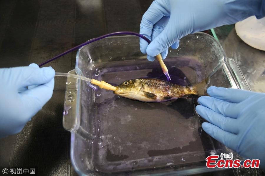 <?php echo strip_tags(addslashes(A fish species gets treatment at fish hospital in the premises of Sheri Kashmir University of Agricultural Sciences and Technology (SKUAST) in Srinagar, India, Oct. 5, 2018.  (Photo/VCG))) ?>