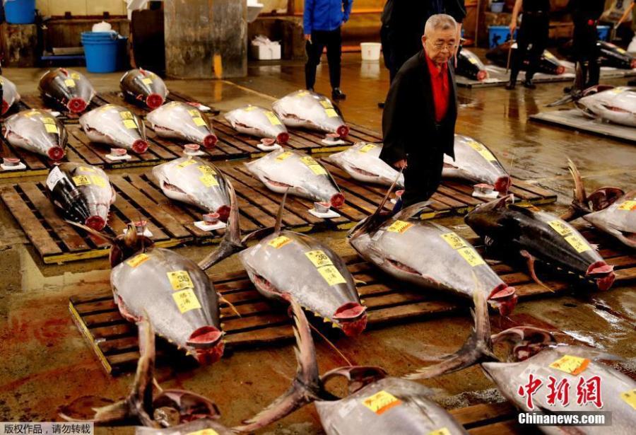 <?php echo strip_tags(addslashes(A wholesaler checks the quality of fresh tuna displayed at the last tuna auctions at the Tsukiji fish market before it moves to the new Toyosu market in Tokyo, Japan, Oct. 6, 2018. Tokyo’s famed Tsukiji market, the world’s largest fishmarket and a major tourist attraction, held its final tuna auction on Saturday before a controversial move to a new site next week. The 83-year-old Tsukiji market drew tens of thousands of visitors a year to its warren of stalls with exotic species of fish and fresh sushi. (Photo/Agencies))) ?>