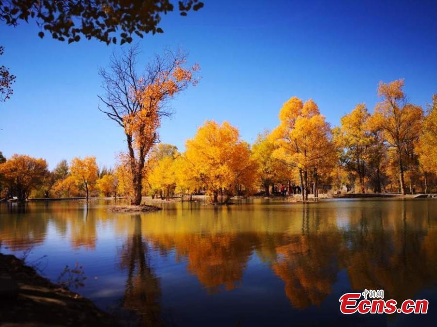 Tourists visit a populus euphratica, or desert poplar, forest in Jinta County, Northwest China\'s Gansu Province, Oct. 5, 2018. Covering 5,300 hectares, the forest in the west of the county is an important part of Three-North Shelter Forest Program, a national ecological engineering effort. (Photo: China News Service/Gao Hongshan)