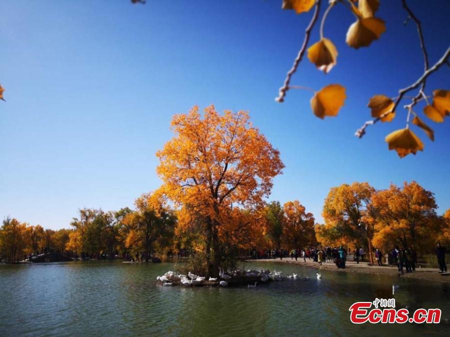 Tourists visit a populus euphratica, or desert poplar, forest in Jinta County, Northwest China\'s Gansu Province, Oct. 5, 2018. Covering 5,300 hectares, the forest in the west of the county is an important part of Three-North Shelter Forest Program, a national ecological engineering effort. (Photo: China News Service/Gao Hongshan)
