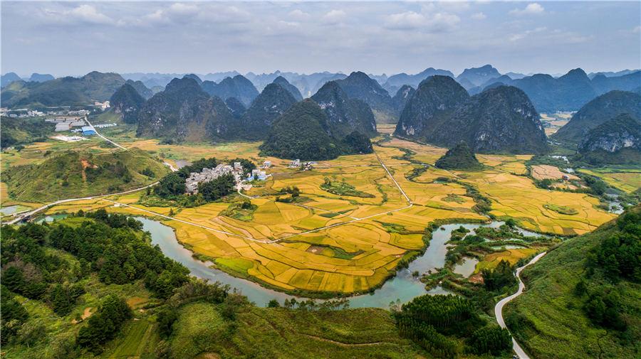 Golden rice fields in Baise, Southwest China\'s Guangxi Zhuang autonomous region, showcase the beautiful autumn landscape, on Oct. 5, 2018. (Photo/Asianewsphoto)