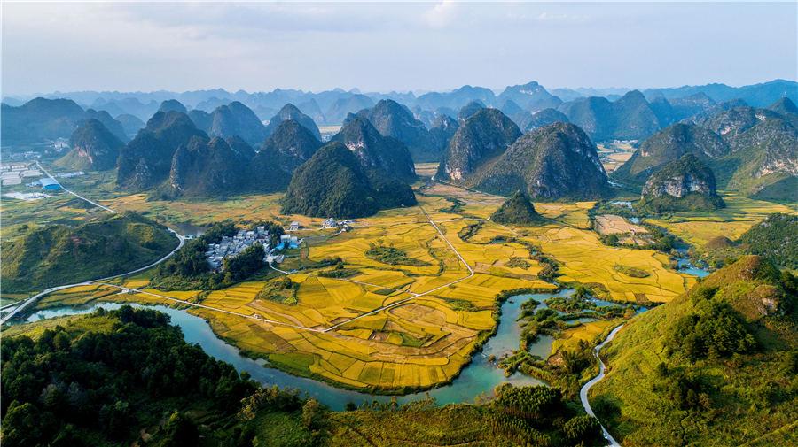 Golden rice fields in Baise, Southwest China\'s Guangxi Zhuang autonomous region, showcase the beautiful autumn landscape, on Oct. 5, 2018. (Photo/Asianewsphoto)