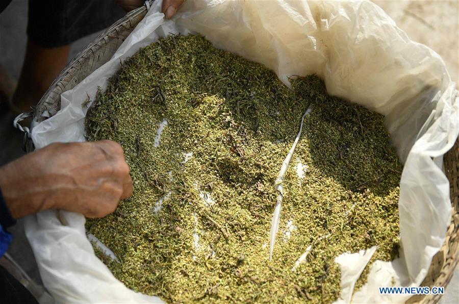 Yang Hanlin collects seeds to be used in growing broomstick fibers in Sanhegou Village of Xuan\'en County, Enshi Tujia and Miao Autonomous Prefecture, central China\'s Hubei Province, Oct. 5, 2018. An 81-year-old local artisan, Yang Hanlin has committed himself to the making of broomsticks for decades. Produced under a set of strict standards, Yang\'s broomsticks are known for their durability. Over the years, Yang has set up a few more workshops to involve local villagers in the broomstick production as a means to raise their income levels. (Xinhua/Song Wen)