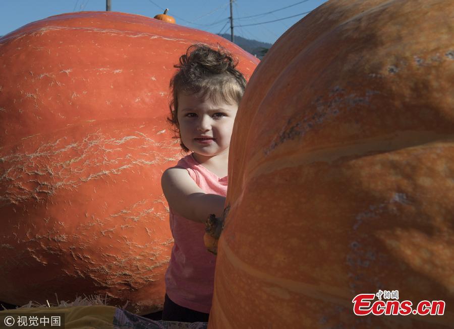 A view of the 45th Annual Safeway World Championship Pumpkin Weigh-Off in Half Moon Bay, California, Oct. 8, 2018. (Photo/Agencies)