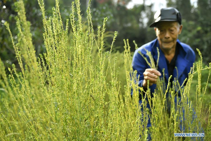 Yang Hanlin checks the growth of broomstick fibers in Sanhegou Village of Xuan\'en County, Enshi Tujia and Miao Autonomous Prefecture, central China\'s Hubei Province, Oct. 5, 2018. An 81-year-old local artisan, Yang Hanlin has committed himself to the making of broomsticks for decades. Produced under a set of strict standards, Yang\'s broomsticks are known for their durability. Over the years, Yang has set up a few more workshops to involve local villagers in the broomstick production as a means to raise their income levels. (Xinhua/Song Wen)