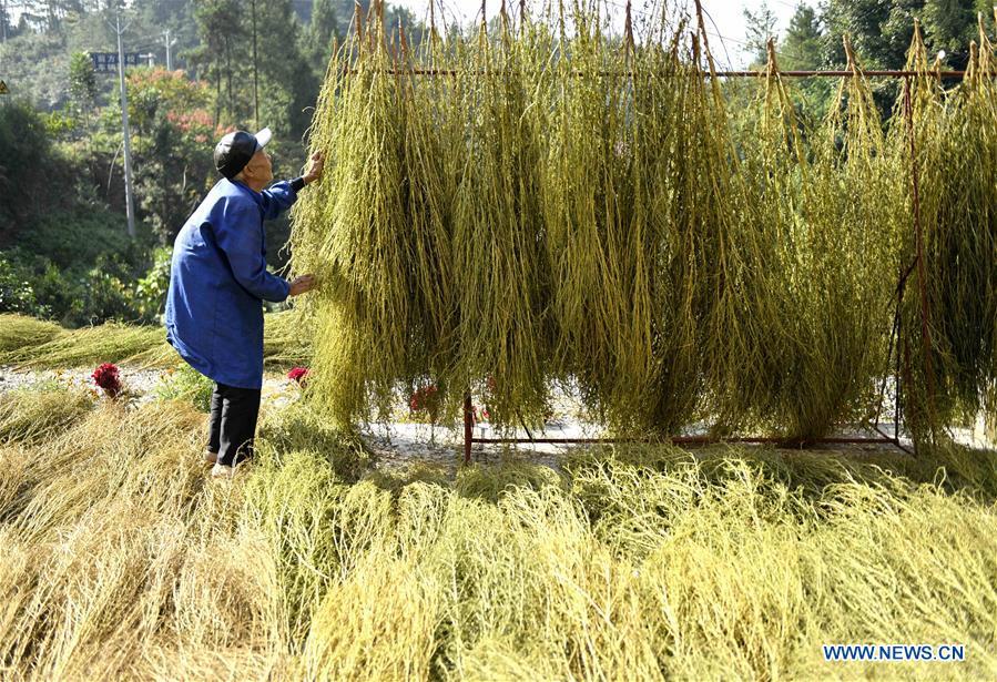 Yang Hanlin dries broomstick fibers in Sanhegou Village of Xuan\'en County, Enshi Tujia and Miao Autonomous Prefecture, central China\'s Hubei Province, Oct. 5, 2018. An 81-year-old local artisan, Yang Hanlin has committed himself to the making of broomsticks for decades. Produced under a set of strict standards, Yang\'s broomsticks are known for their durability. Over the years, Yang has set up a few more workshops to involve local villagers in the broomstick production as a means to raise their income levels. (Xinhua/Song Wen)