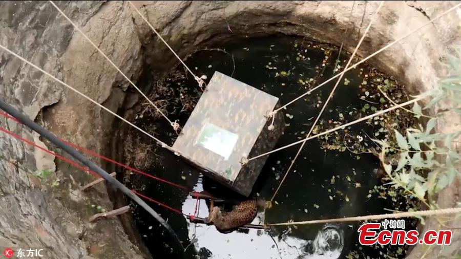 A seven-year-old female leopard escaped a narrow brush with death after falling into a 9-meter-deep well in Yadavwadi village located in Belhe, Otur range, India. The animal was rescued by Wildlife SOS and the state forest department. (Photo/IC)
