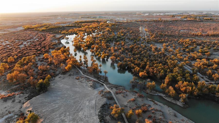 Aerial photo taken on Oct. 10, 2018 shows the autumn scenery of the populus euphratica forest in Ejin Banner, north China\'s Inner Mongolia Autonomous Region. The golden leaves in autumn attract many tourists. (Xinhua/Zou Yu)