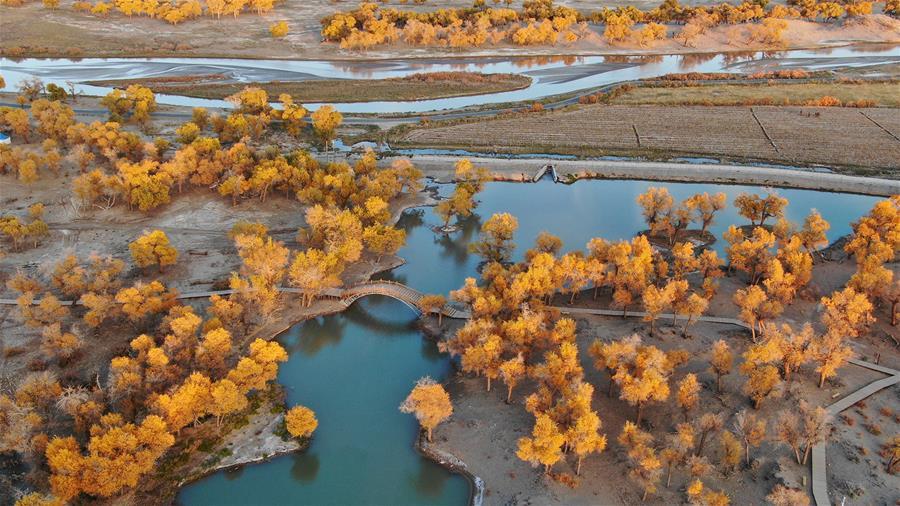 Aerial photo taken on Oct. 10, 2018 shows the autumn scenery of the populus euphratica forest in Ejin Banner, north China\'s Inner Mongolia Autonomous Region. The golden leaves in autumn attract many tourists. (Xinhua/Zou Yu)
