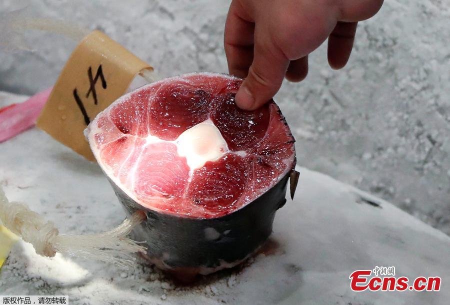 <?php echo strip_tags(addslashes(A wholesaler checks the quality of frozen tuna displayed during the first tuna auctions on the opening day of the new Toyosu fish market, which has been relocated from Tsukiji, in Tokyo, Japan, October 11, 2018. (Photo/Agencies))) ?>