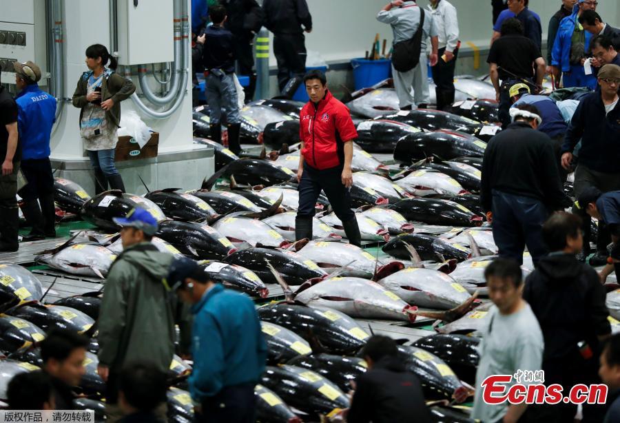 <?php echo strip_tags(addslashes(Wholesalers check the quality of frozen tuna displayed during the first tuna auctions on the opening day of the new Toyosu fish market, which has been relocated from Tsukiji, in Tokyo, Japan, October 11, 2018. (Photo/Agencies))) ?>